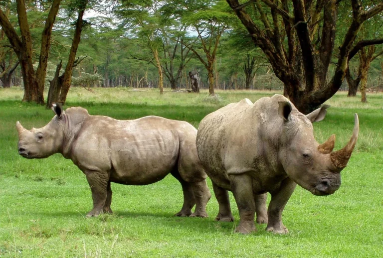 Green Rhino African Travel