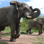 Elephant Whispers