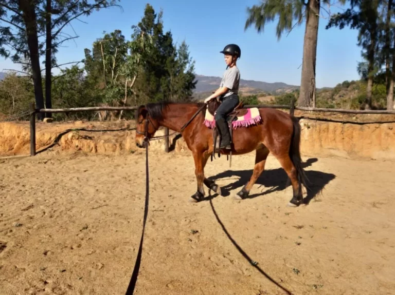 Pony rides