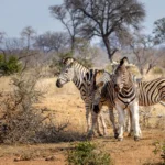 Kruger National Park guided afternoon safari
