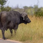 Kruger National Park morning safari from Bushbuckridge