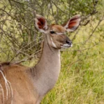 Full day Kruger National Park safari