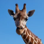 Your own customised tour or safari
