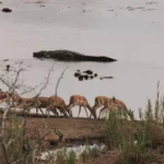 Local Twilight Safari in Marloth Park