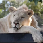 Pumbaa Wildlife Park & Accommodation