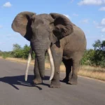 Two night safari