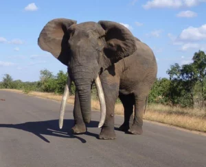 Two night safari