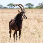 Full day Kruger safari