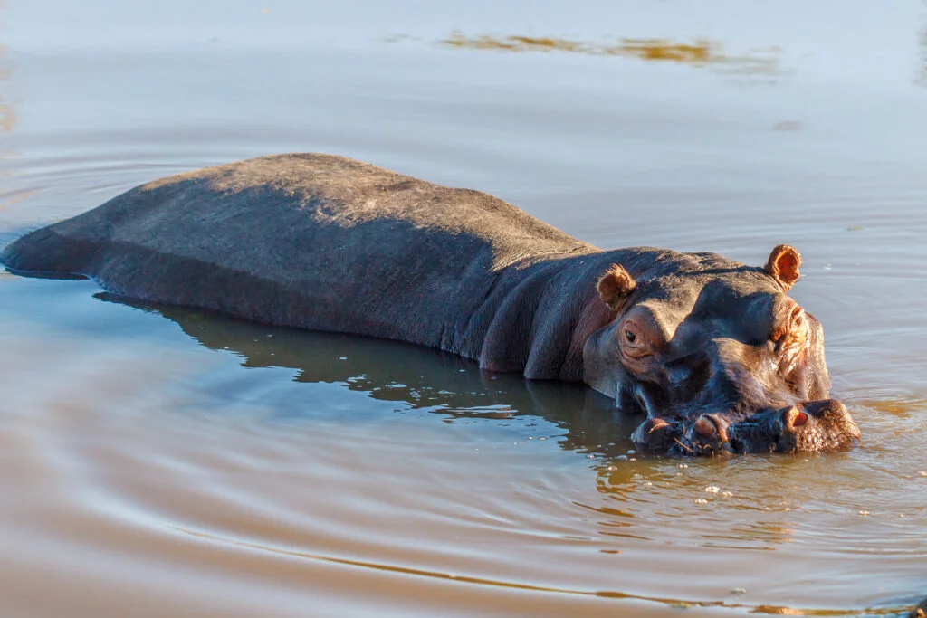 Del Afrika- Kruger Park