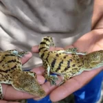 Seronera Crocodile Farm