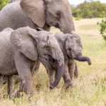 Half Day Kruger Park Safari