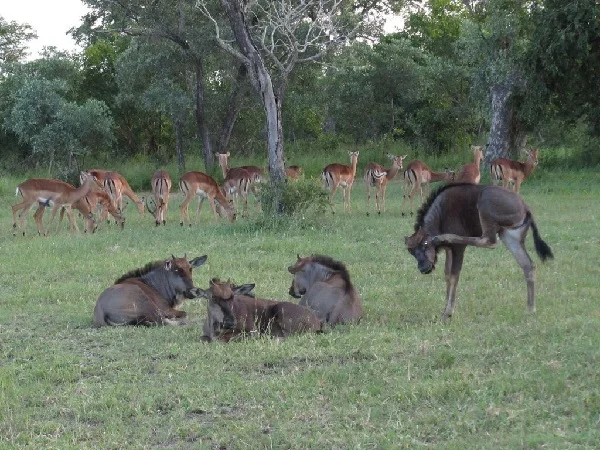 Sabi Sands