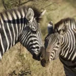 Sunset Drive in Kruger National Park