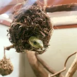 Reptile park