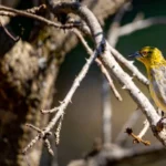 Kruger National Park full day safari