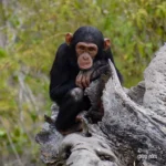 Chimp Eden- The Jane Goodall Institute South Africa