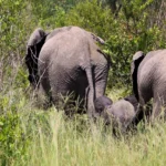 2 Day Guided Budget Safari Package