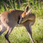 Full day Kruger National Park safari