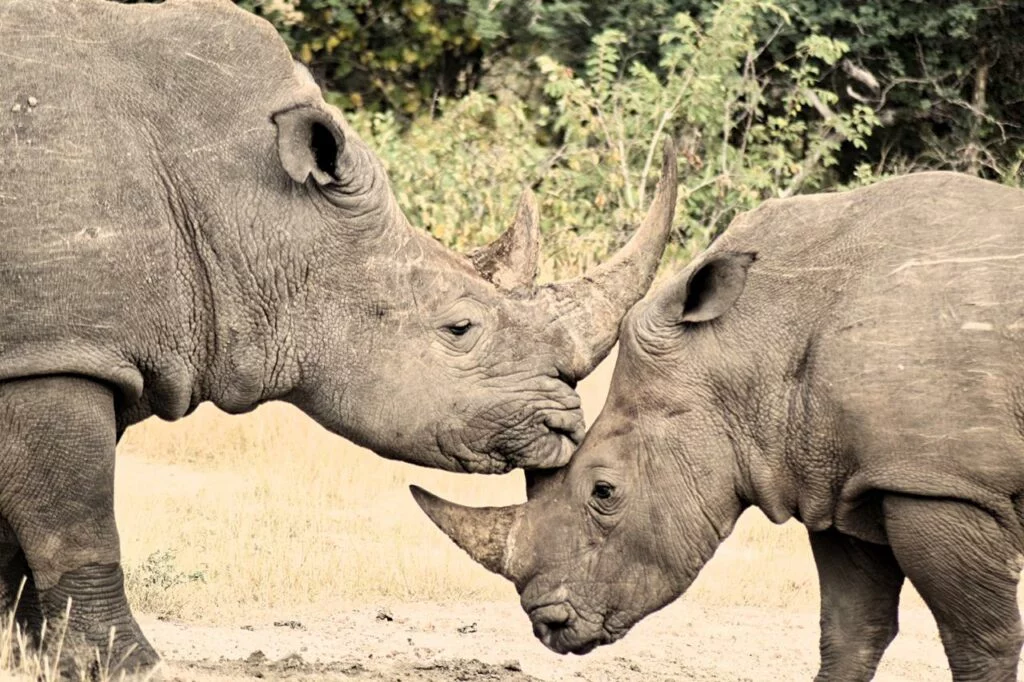 Mfafa Safaris